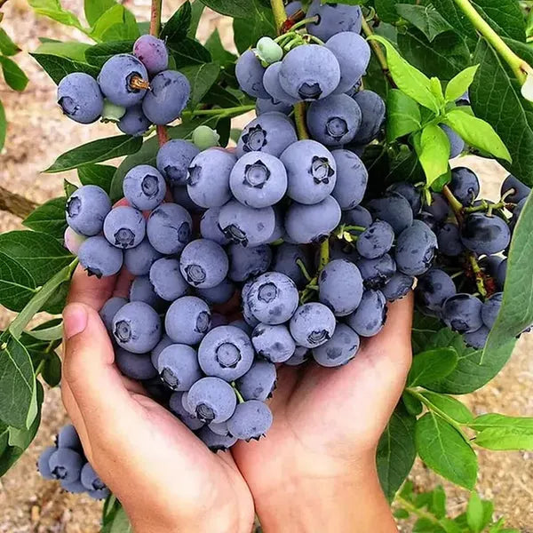 King of Berries - Giant Blueberry Fruit Seeds - Four Seasons Plants - Pack of 50 Seeds