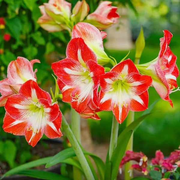 Amaryllis 'Crimson and Snow' Bulbs | Pack Of 3