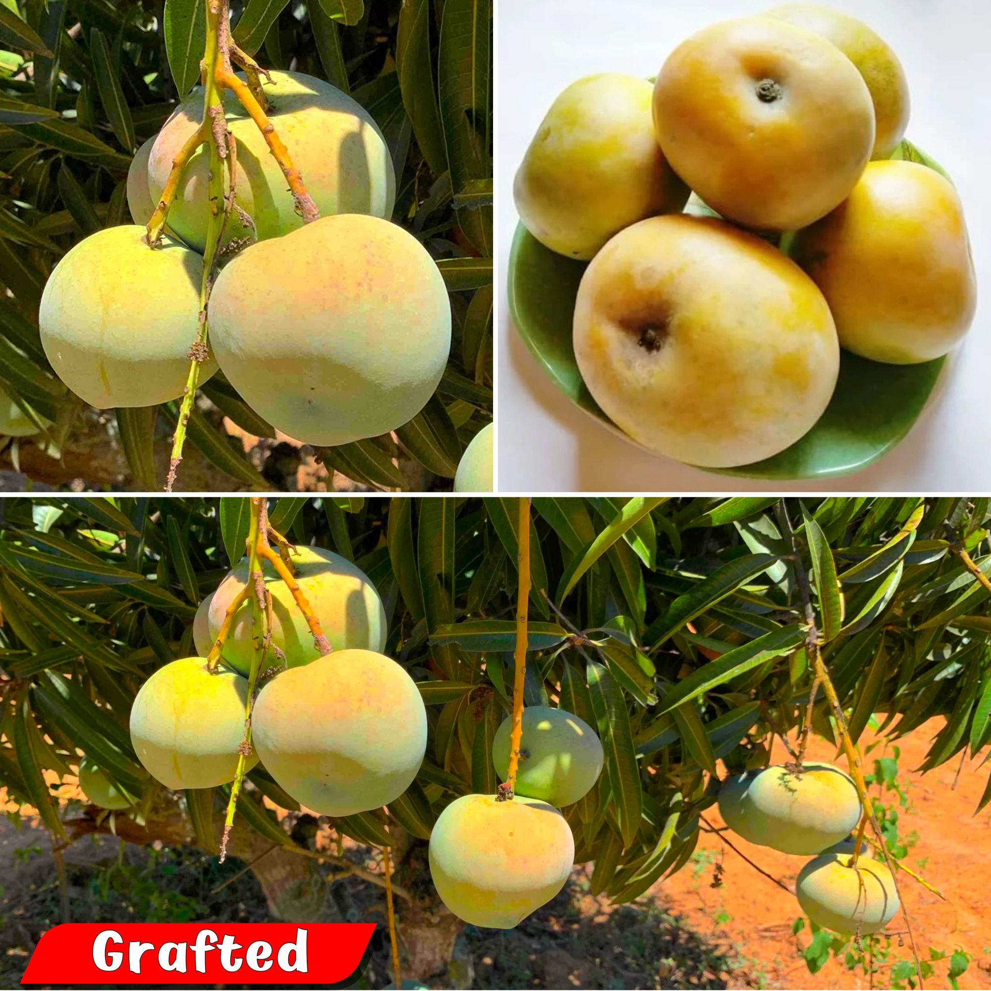 Mango - Apple Rumani - Fruit Plant