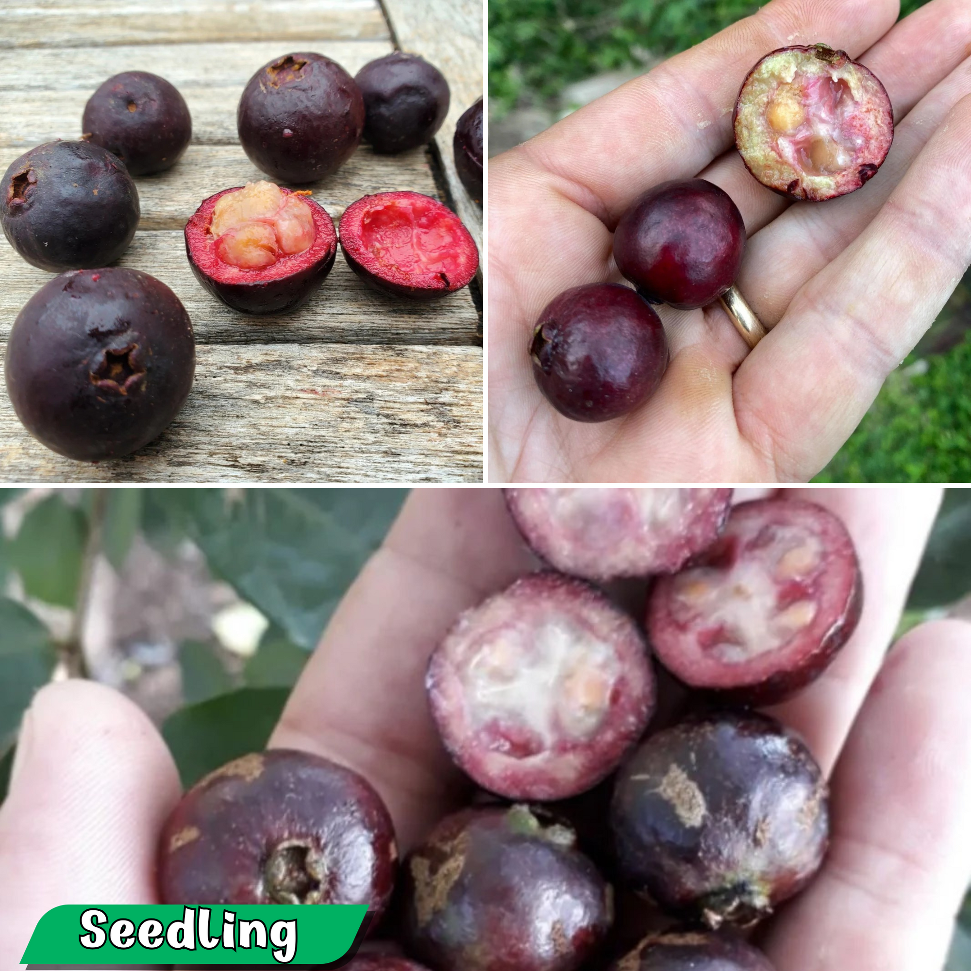 Araca-Una - Purple Forest Guava - Fruit Plant