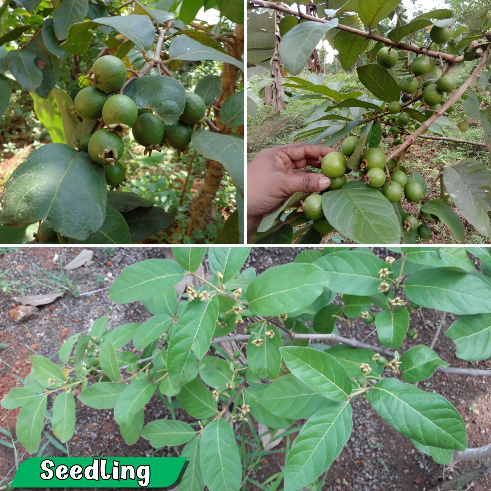 Grape Guava / Munthiri Pera - Fruit Plant