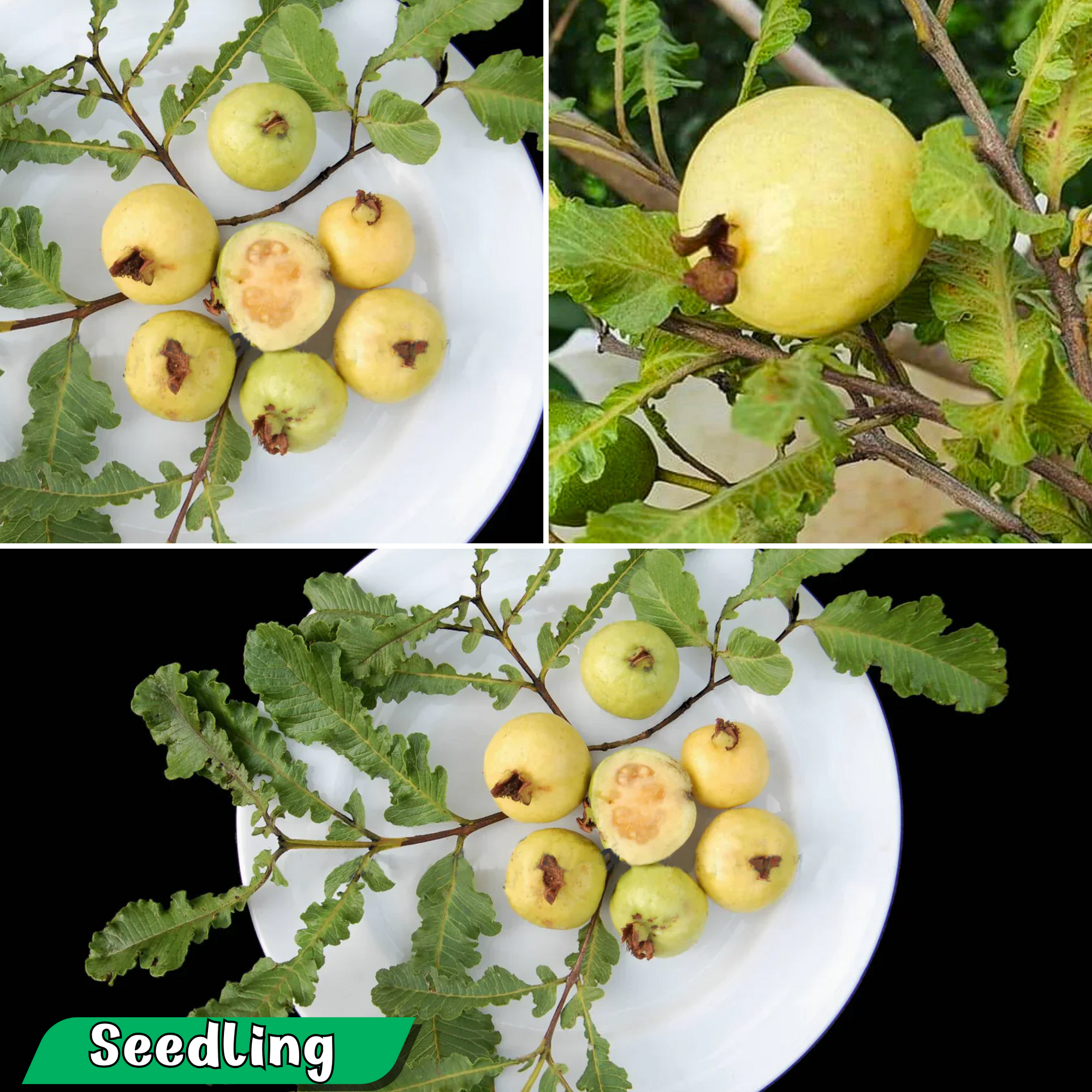 Guava - Spring Guava  - Fruit Plant