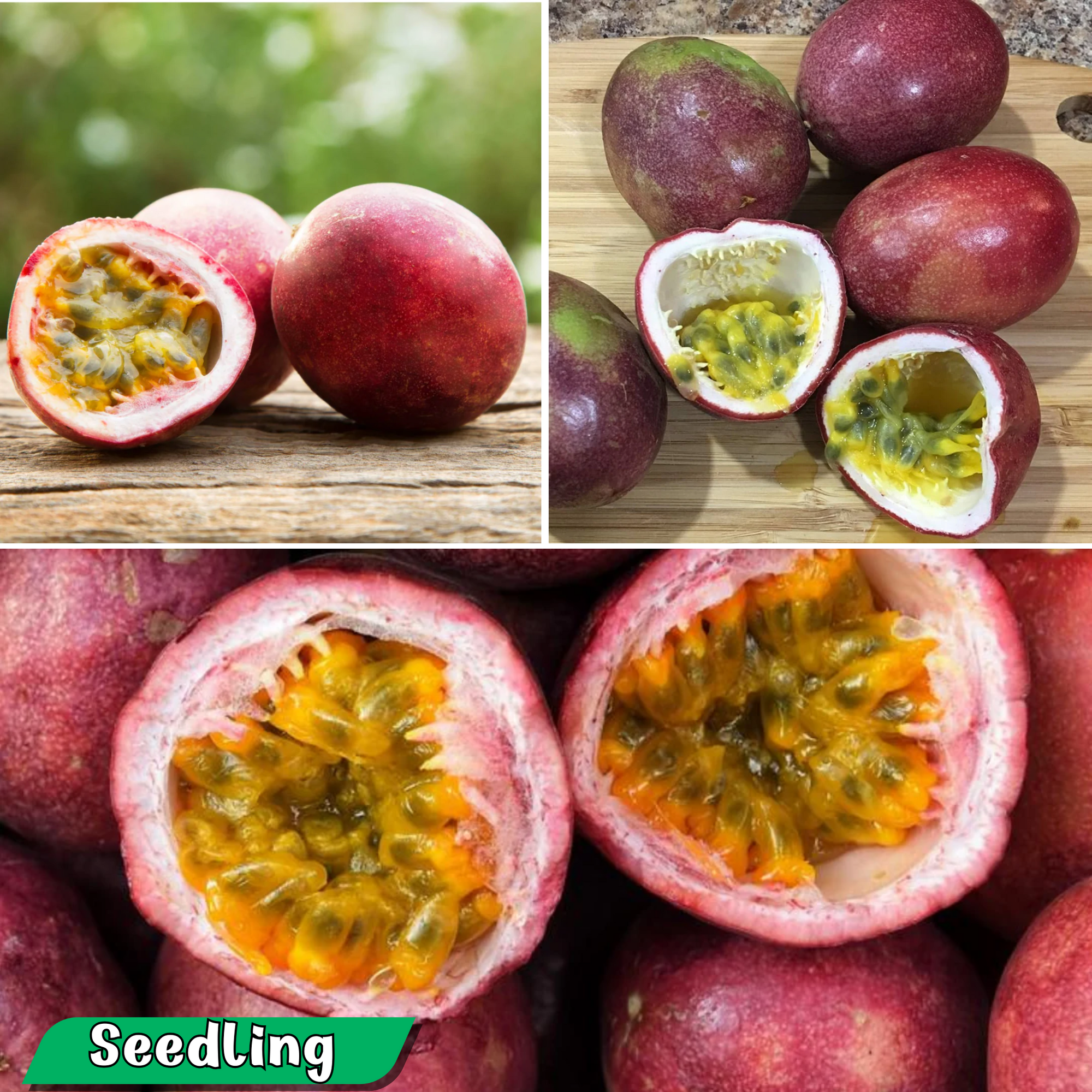 Passionfruit - Panama Red Fruit Plant