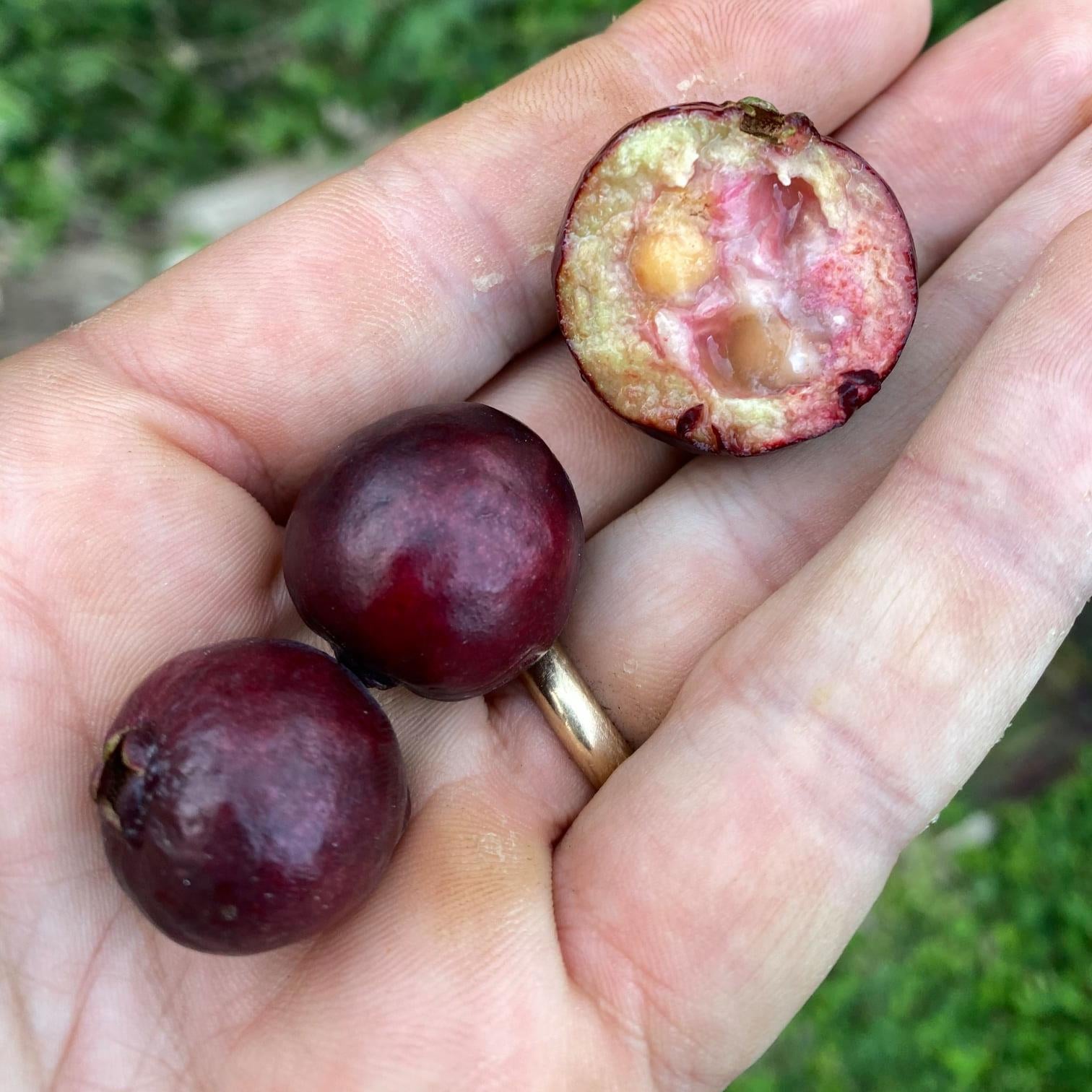 Araca-Una - Purple Forest Guava - Fruit Plant