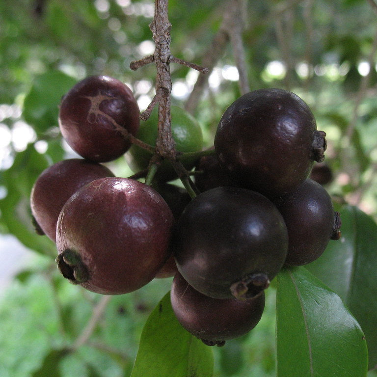Araca-Una - Purple Forest Guava - Fruit Plant