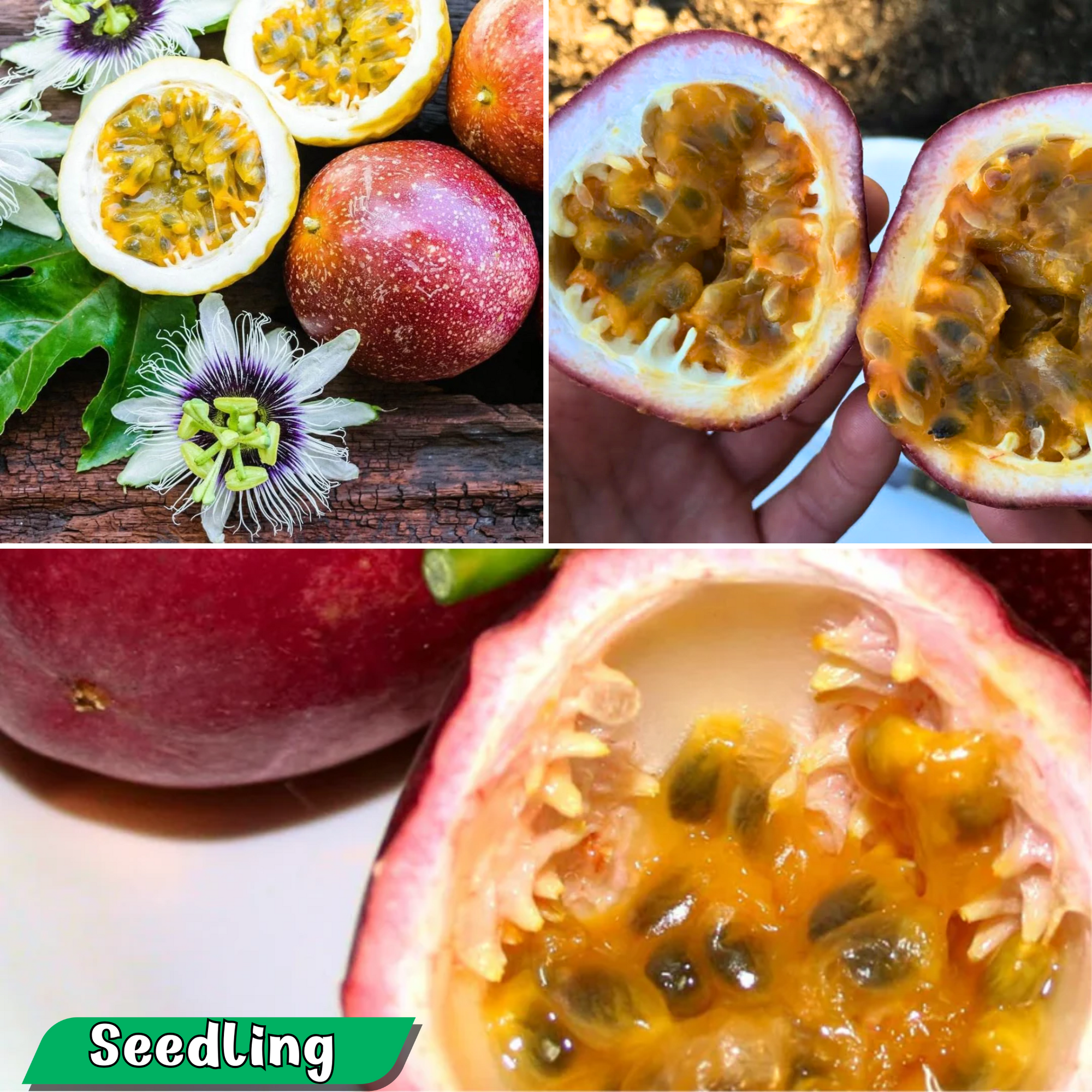 Passionfruit - Panama Red Pandora Fruit Plant