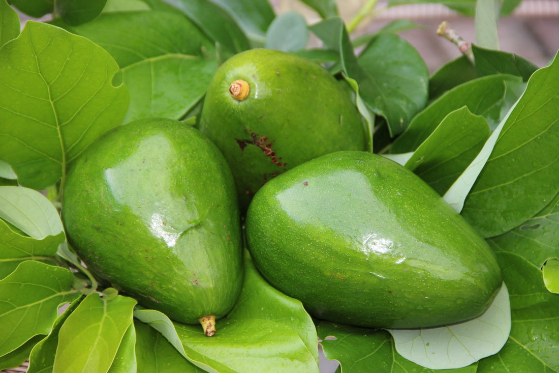 Avocado - Pollock - Hybrid Fruit Plant