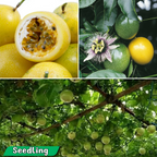 Passionfruit - Panama Gold Fruit Plant