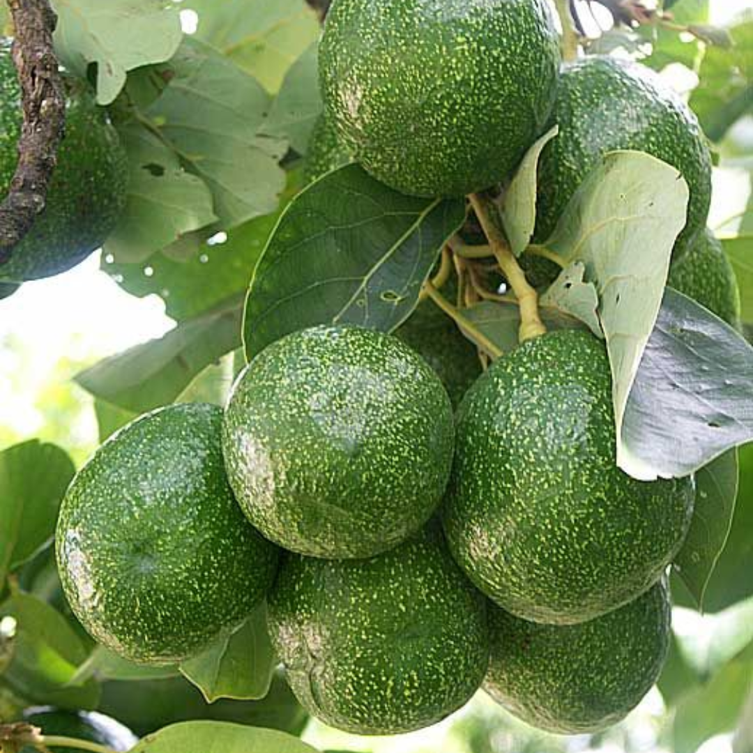 Avocado - Choquatte - Hybrid Fruit Plant