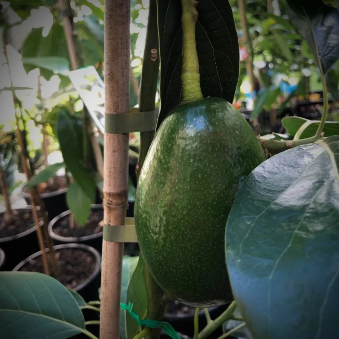 Avocado - Bacon - Hybrid Fruit Plant