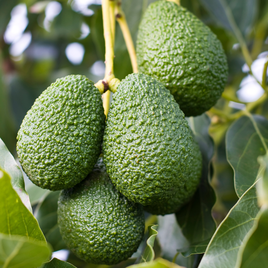 Avocado - Hass - Hybrid Fruit Plant