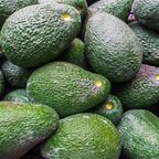 Avocado - Hass - Hybrid Fruit Plant