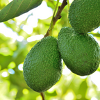 Avocado - Hass - Hybrid Fruit Plant