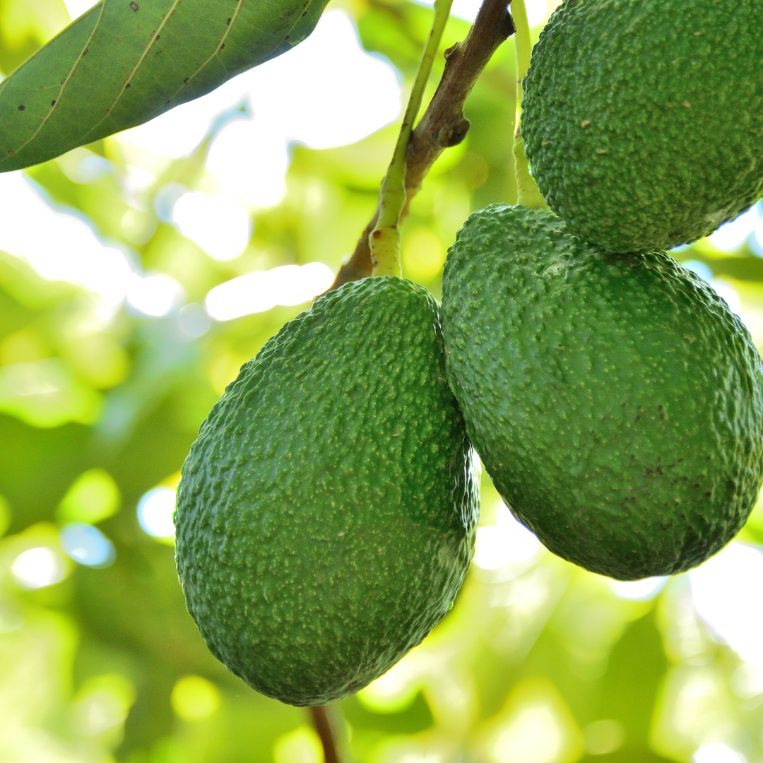 Avocado - Hass - Hybrid Fruit Plant