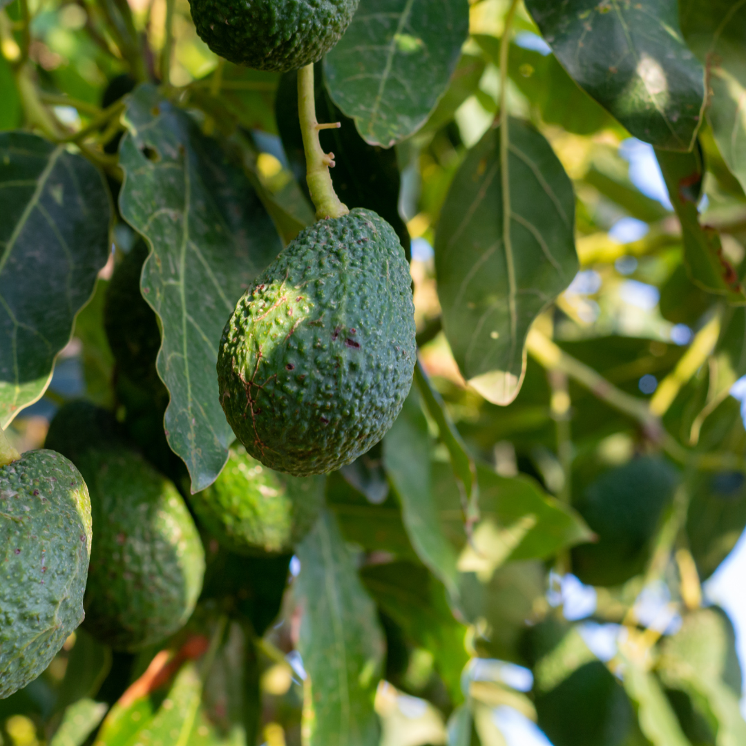 Avocado - Hass - Hybrid Fruit Plant