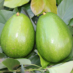 Avocado - Hellen - Hybrid Fruit Plant