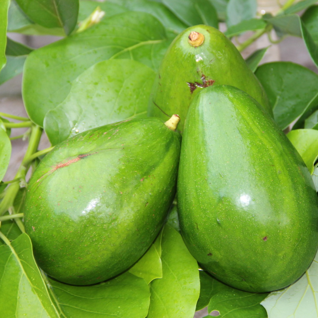 Avocado - Hellen - Hybrid Fruit Plant