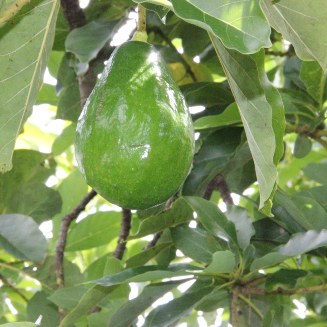 Avocado - Hellen - Hybrid Fruit Plant