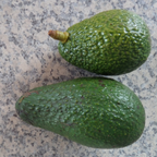 Avocado - Pinkerton - Hybrid Fruit Plant
