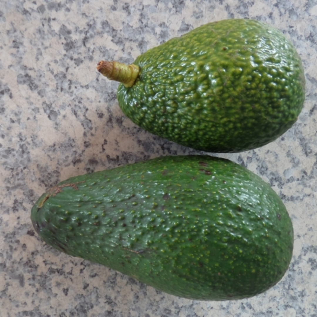 Avocado - Pinkerton - Hybrid Fruit Plant