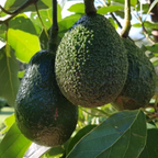 Avocado - Secondo - Hybrid Fruit Plant