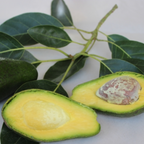 Avocado - Shepard - Hybrid Fruit Plant
