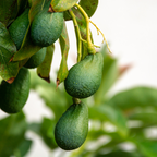 Avocado - Shepard - Hybrid Fruit Plant