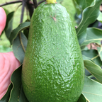 Avocado - Wurtz - Hybrid Fruit Plant