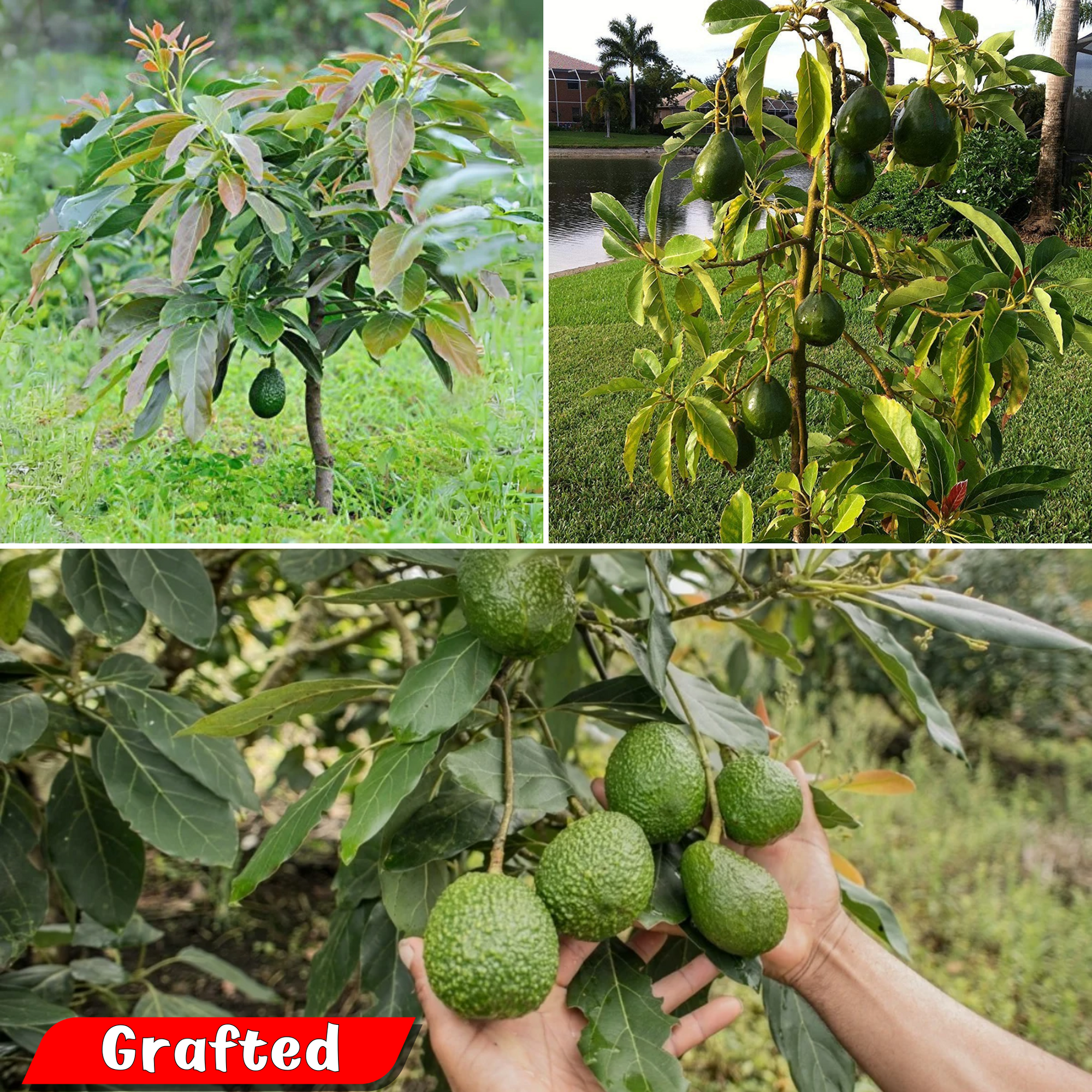 Avocado - Dwarf - Hybrid Fruit Plant