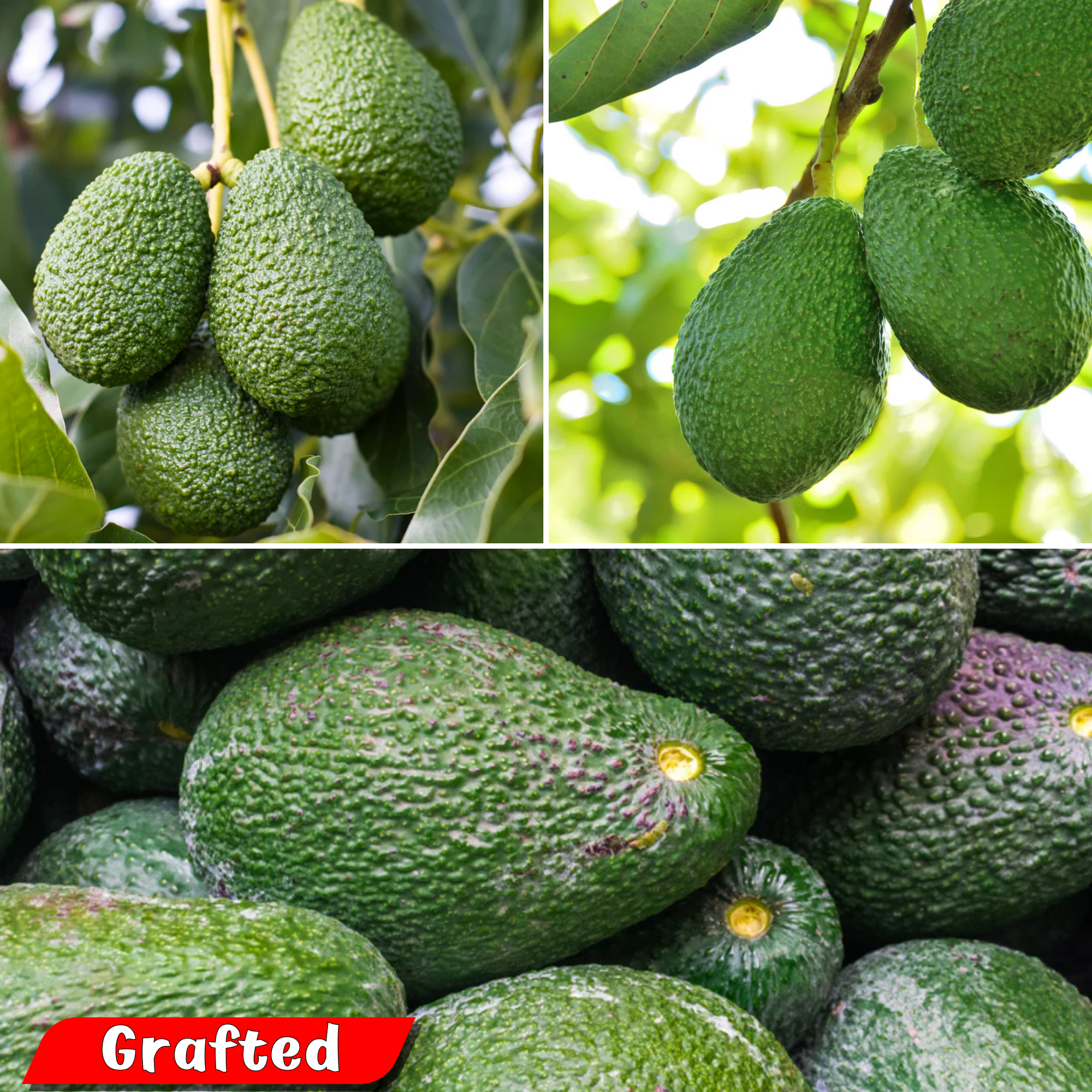 Avocado - Hass - Hybrid Fruit Plant