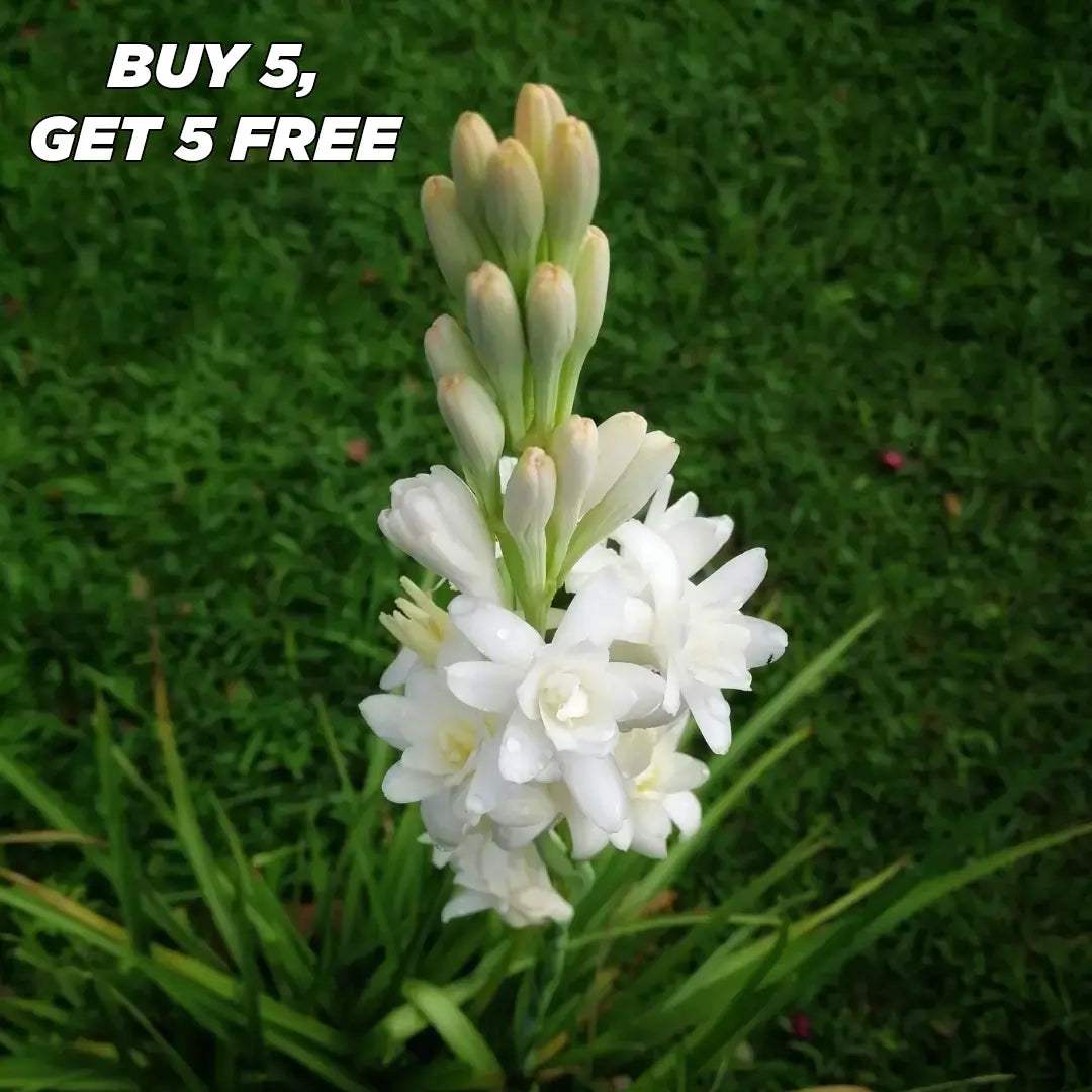 Easy Bloom Rajnigandha Bulbs | Pack of 10 Bulbs