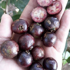 Araca-Una - Purple Forest Guava - Fruit Plant