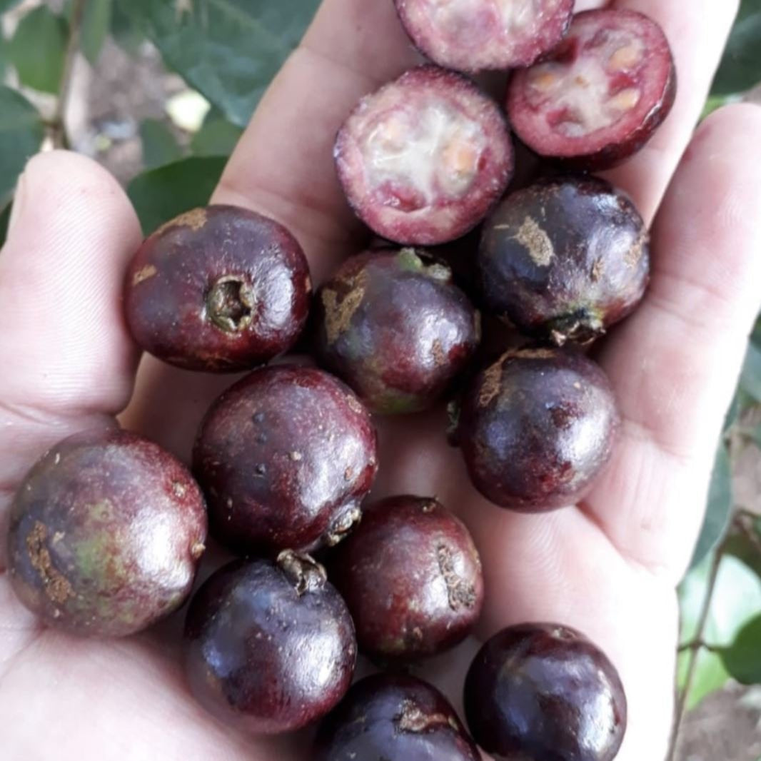 Araca-Una - Purple Forest Guava - Fruit Plant