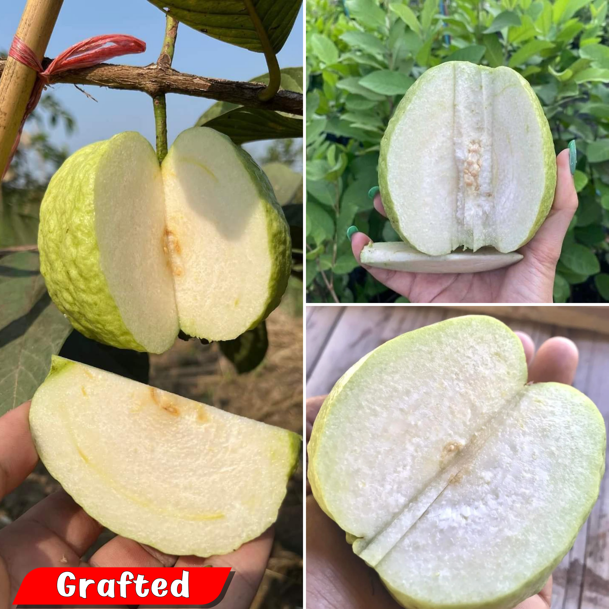 Guava - White Diamond - Hybrid Fruit Plant