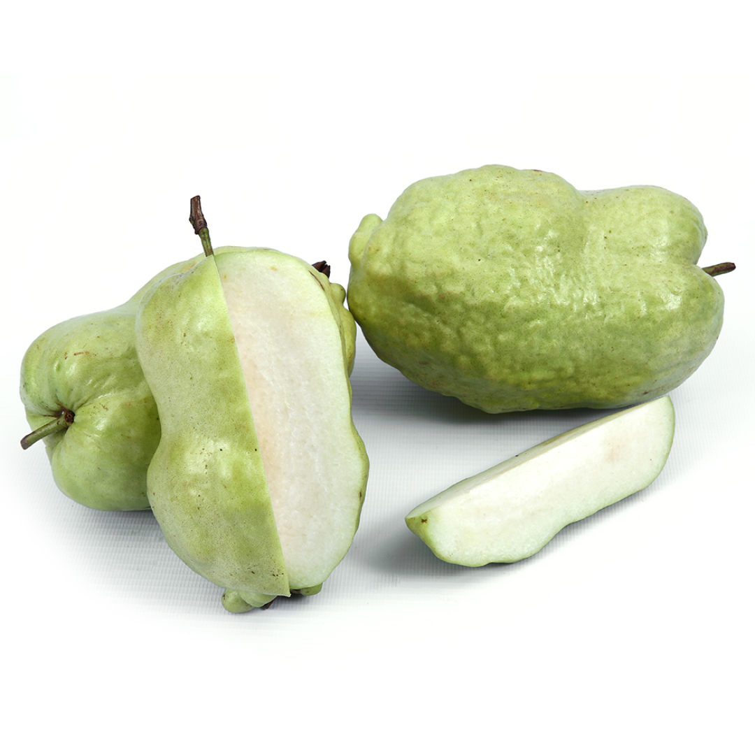 Guava - Indonesian Seedless - Hybrid Fruit Plant