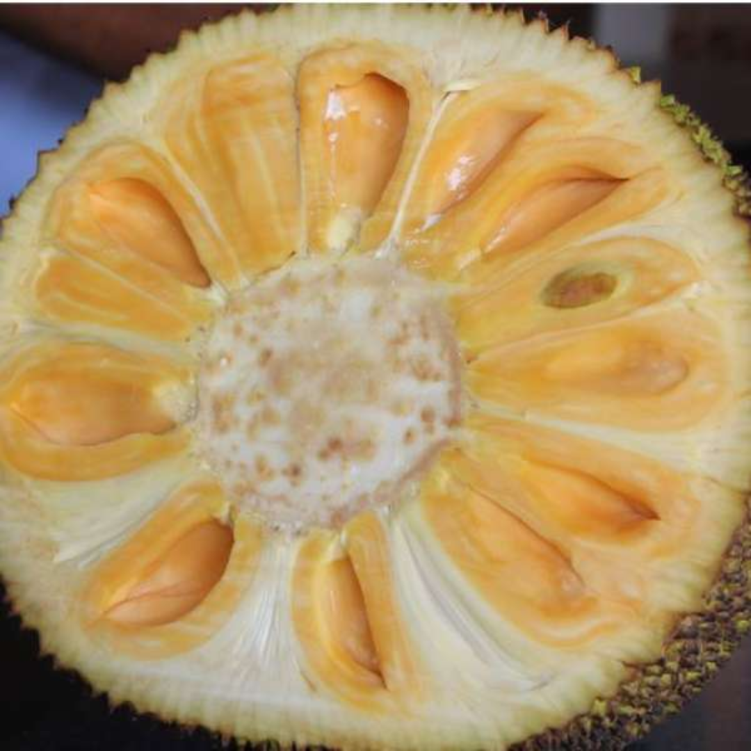Jackfruit - Cambodian Orange - Hybrid Fruit Plant