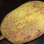 Jackfruit - Cambodian Orange - Hybrid Fruit Plant