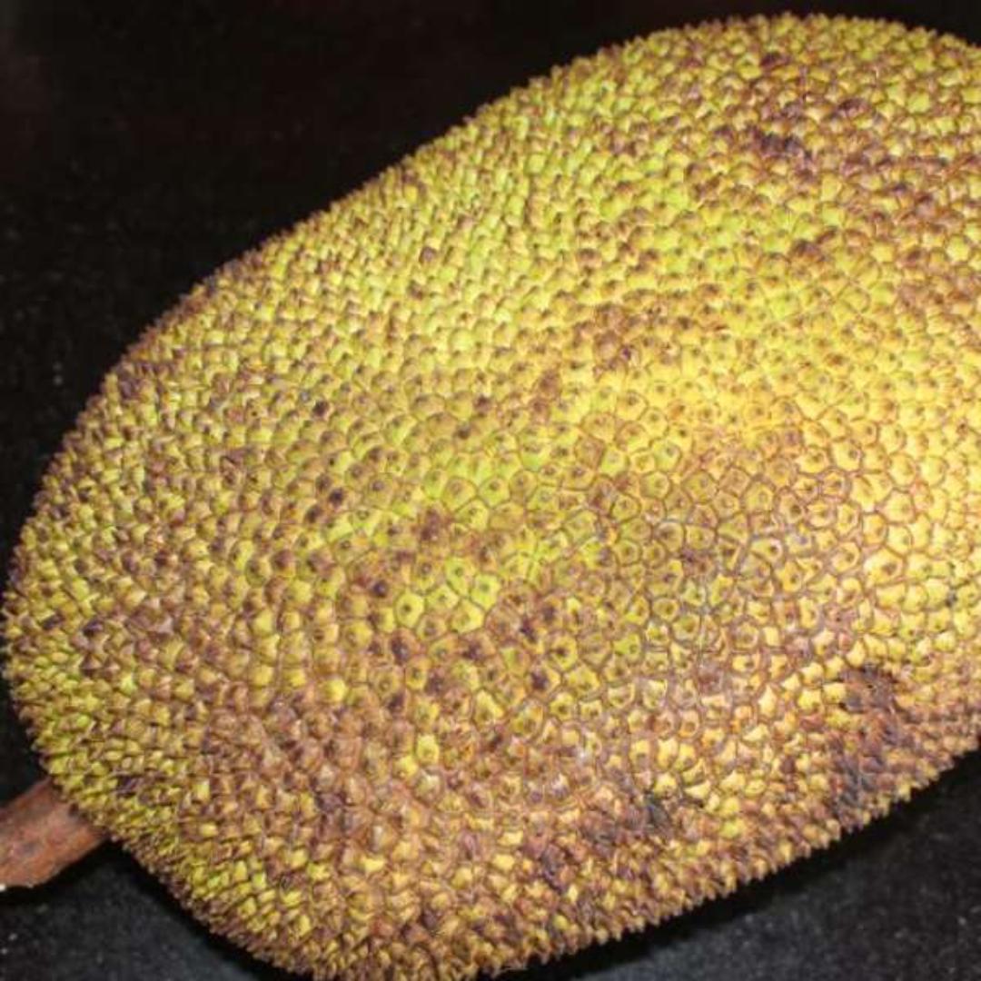 Jackfruit - Cambodian Orange - Hybrid Fruit Plant