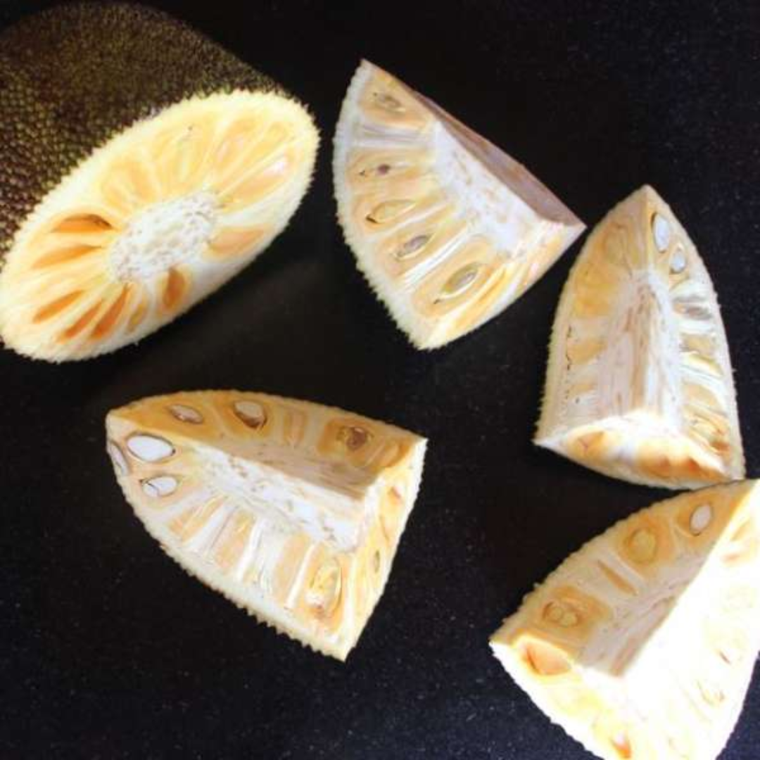 Jackfruit - Cambodian Orange - Hybrid Fruit Plant