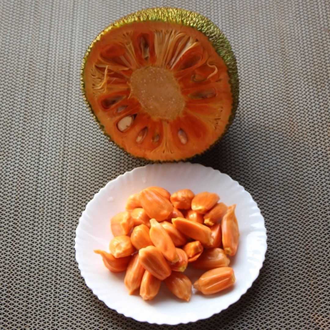 Jackfruit - Daeng Suriya - Hybrid Fruit Plant