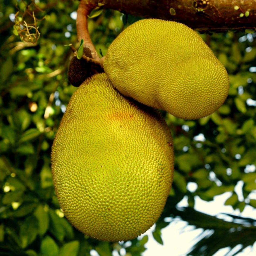 Jackfruit - Honey Jack - Hybrid Fruit Plant