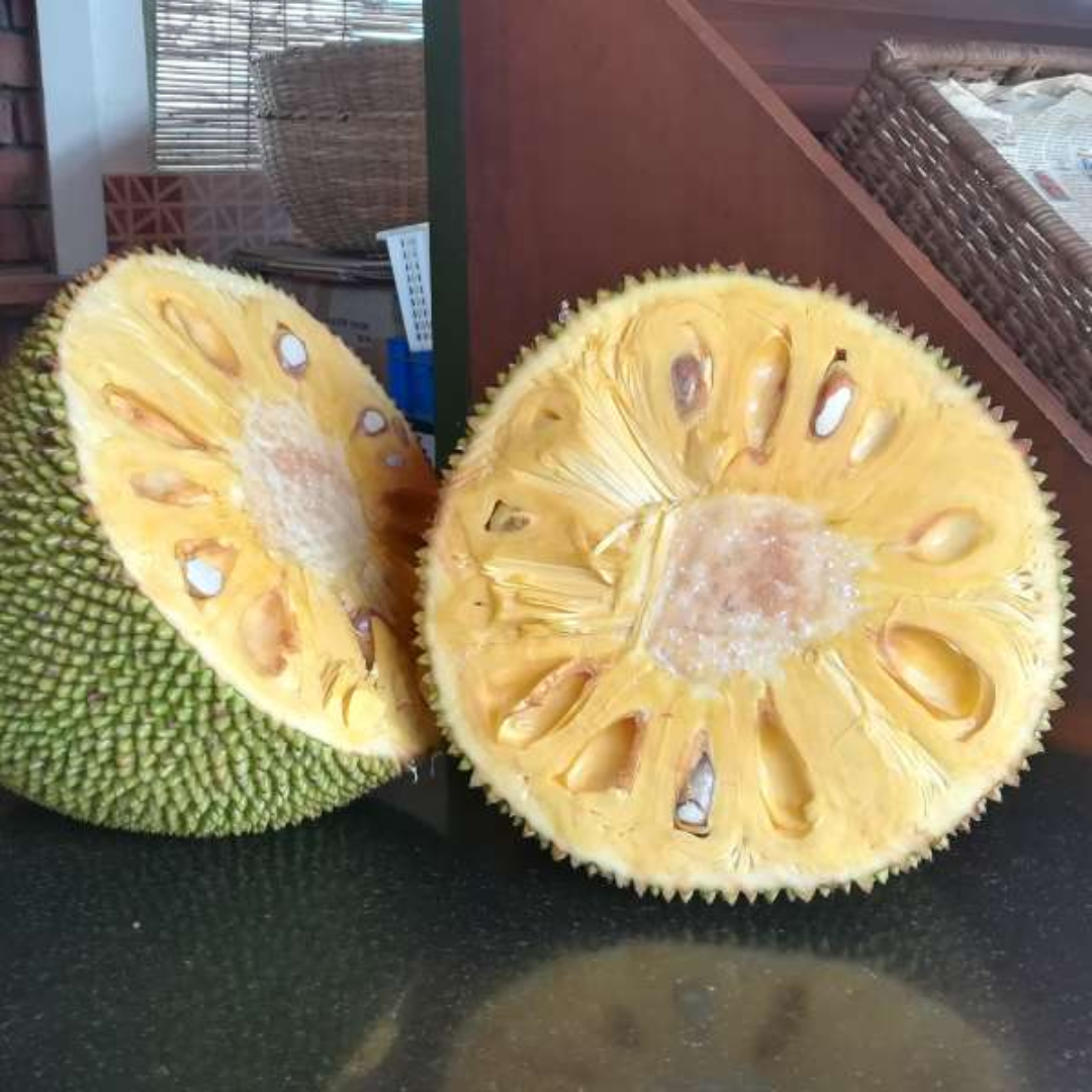 Jackfruit - J-33 Jack - Hybrid Fruit Plant