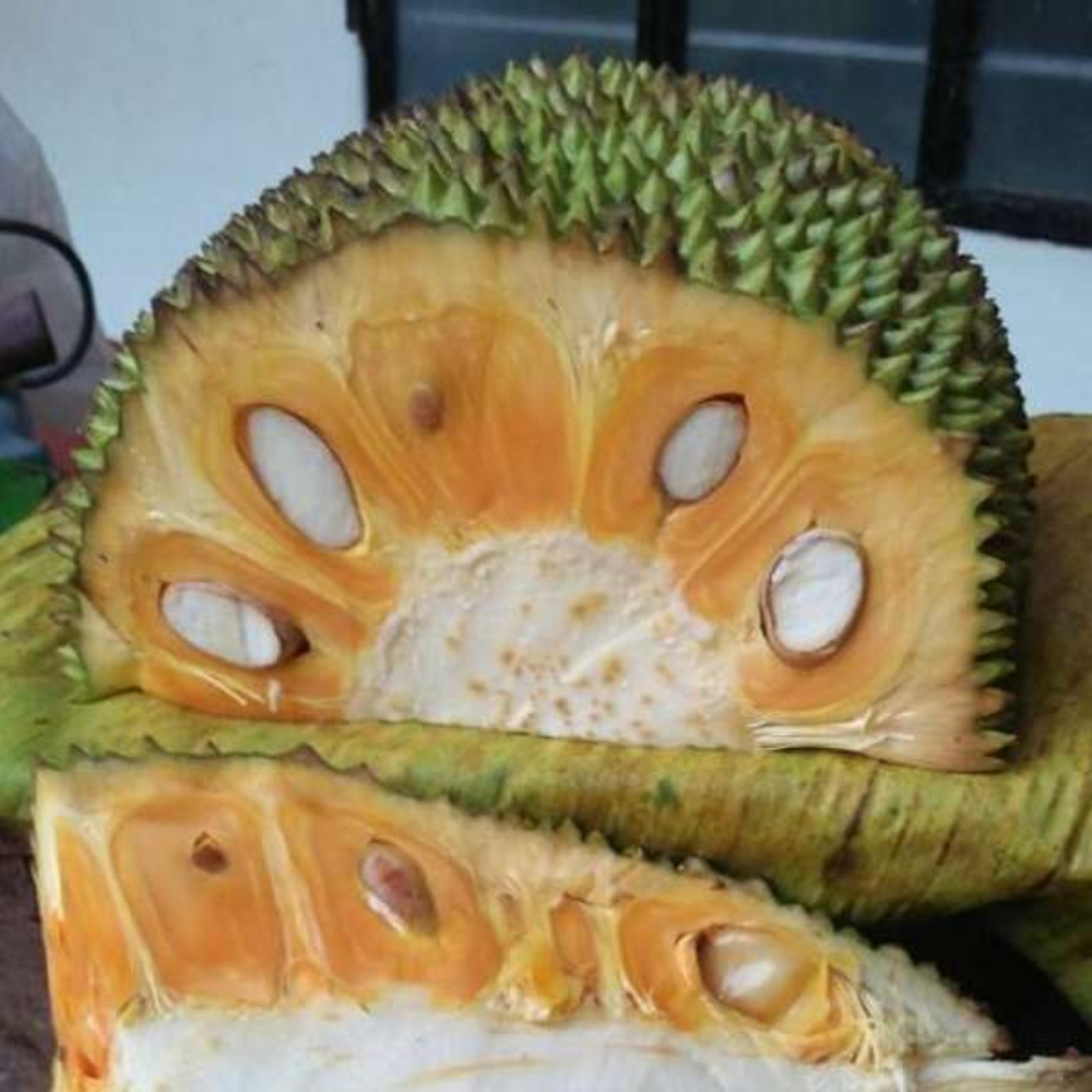 Jackfruit - Pathamuttam Jack - Hybrid Fruit Plant