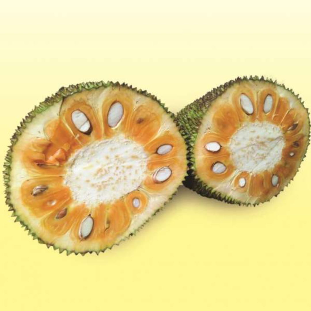 Jackfruit - Pathamuttam Jack - Hybrid Fruit Plant