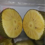 Jackfruit - SeedFree Jack - Hybrid Fruit Plant