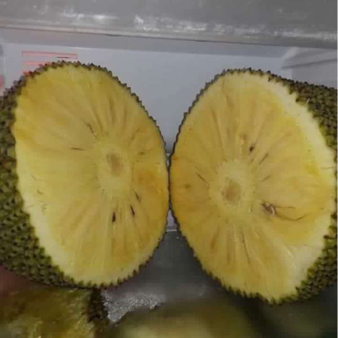 Jackfruit - SeedFree Jack - Hybrid Fruit Plant
