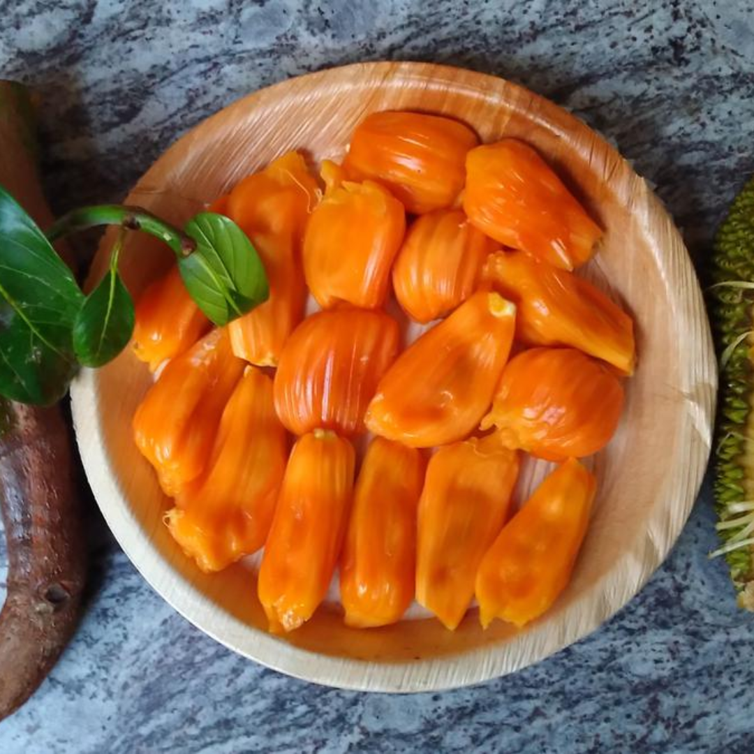 Jackfruit - Siddhu Copper Red - Hybrid Fruit Plant