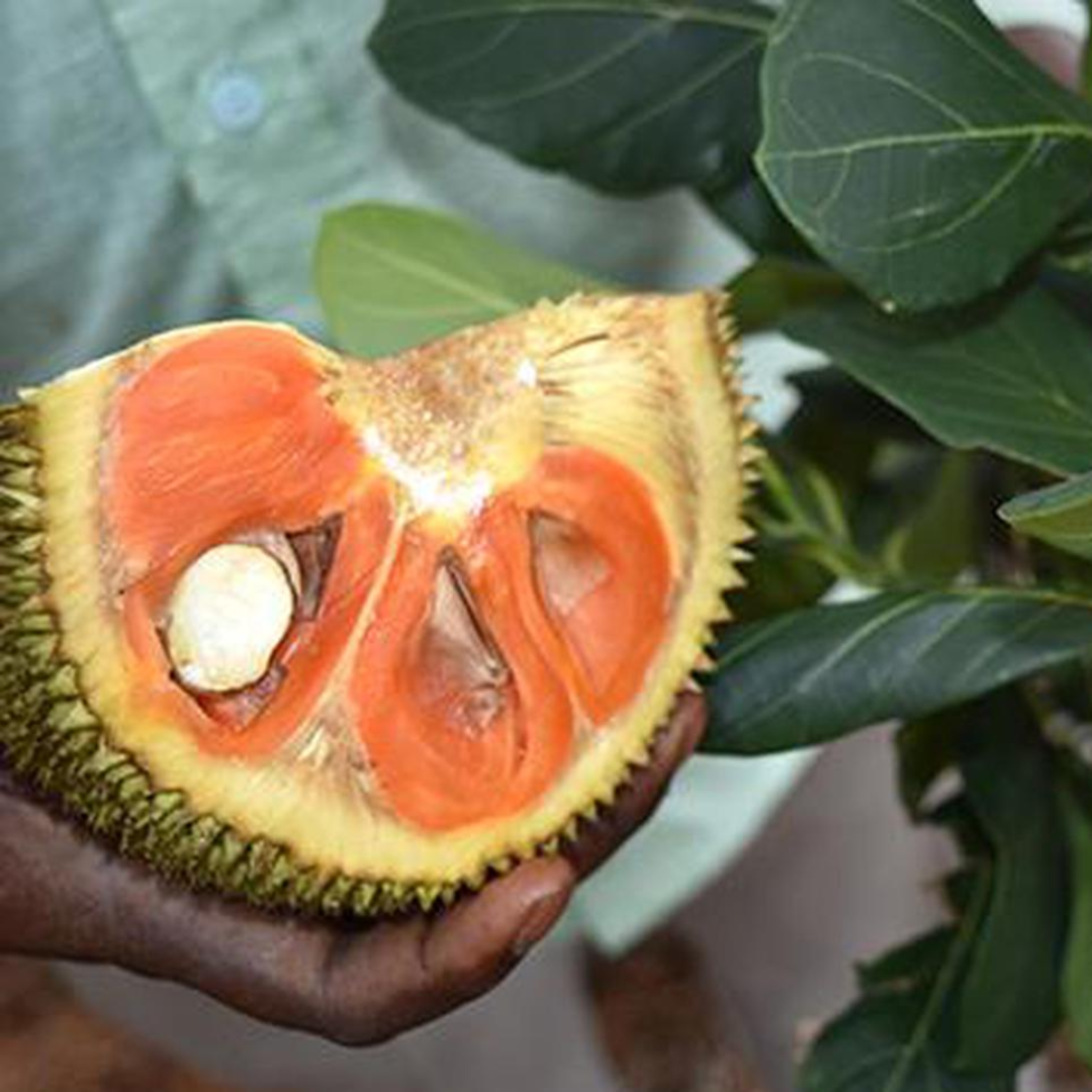 Jackfruit - Siddhu Copper Red - Hybrid Fruit Plant