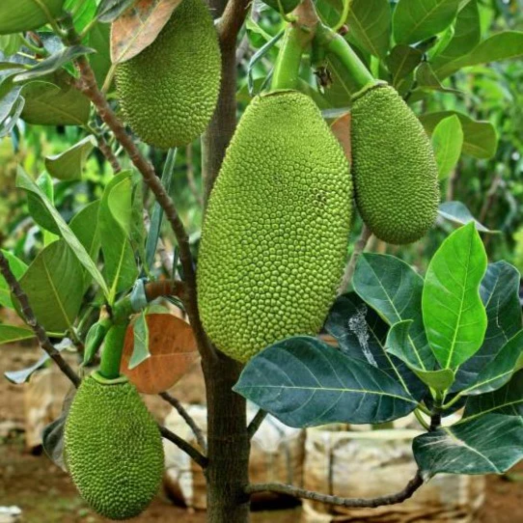 Jackfruit - Vietnam Super Early - Fruit Plant
