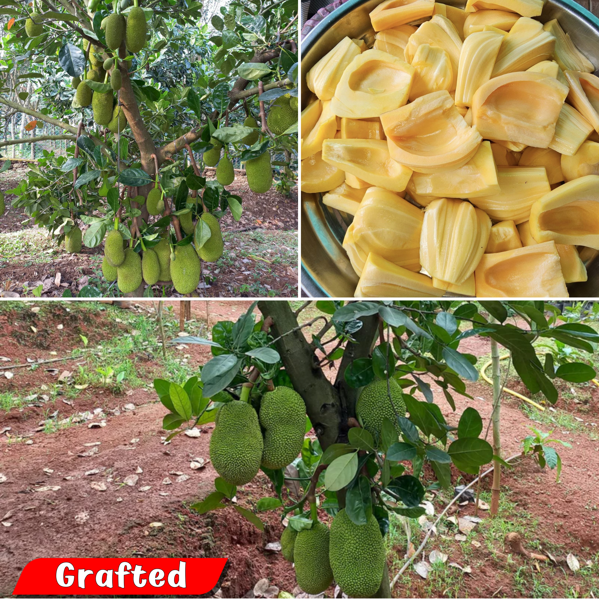 Jackfruit - Ayur Jack - Hybrid Fruit Plant